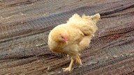 Alerta por un nuevo foco de gripe aviar en Valladolid, que supone once en aves de corral en España