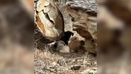 Woman In Oklahoma Is Stopped By A Dog Who Just Wants Her To Follow, What She Finds Is Precious