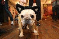 Pets invited to trick-or-treat at PetSmart stores this Halloween