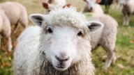 Mennonite Man Blames the Clintons for the 'Suspicious Death' of His Prized Sheep Molly