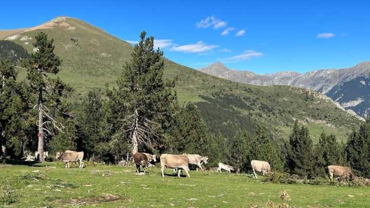 Institut Agrícola urge al Ministerio de Agricultura a acelerar la vacunación contra la Dermatosis Nodular Contagiosa