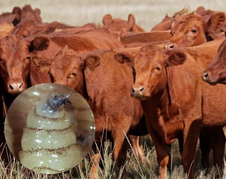 Detectan segundo caso de gusano barrenador en Nuevo León