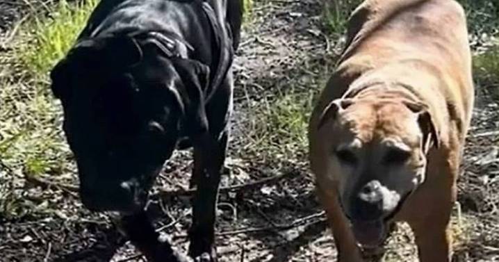 Dad and daughter watch in horror as stranger stabs two dogs in brutal attack