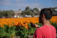 Entre campos de cempasúchil Rosarito vive la magia del Día de Muertos