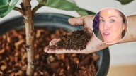 Natalia Sáez, especialista: “Si tus plantas no crecen, es porque les falta esto”