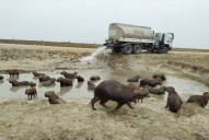 Dos millones 400 mil litros de agua entregados a chigüiros en Paz de Ariporo